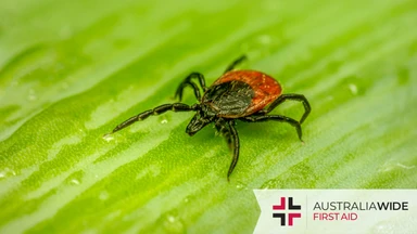 A brown tick sitting on a green leaf